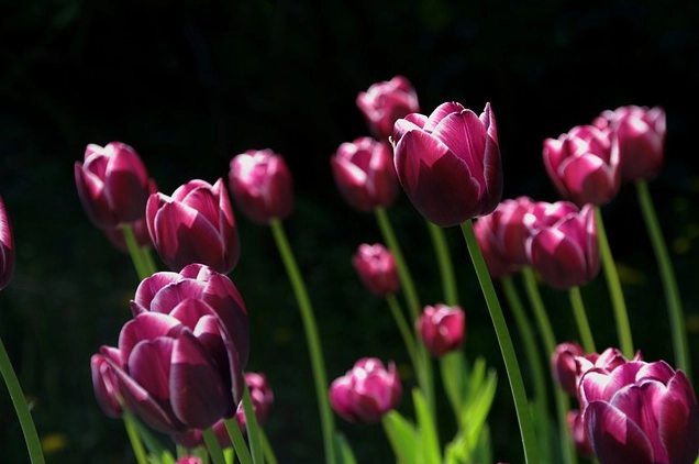 flowers 108810 640