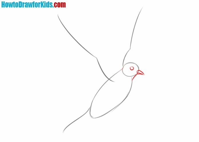 Hoàn thiện đường nét chim bồ câu