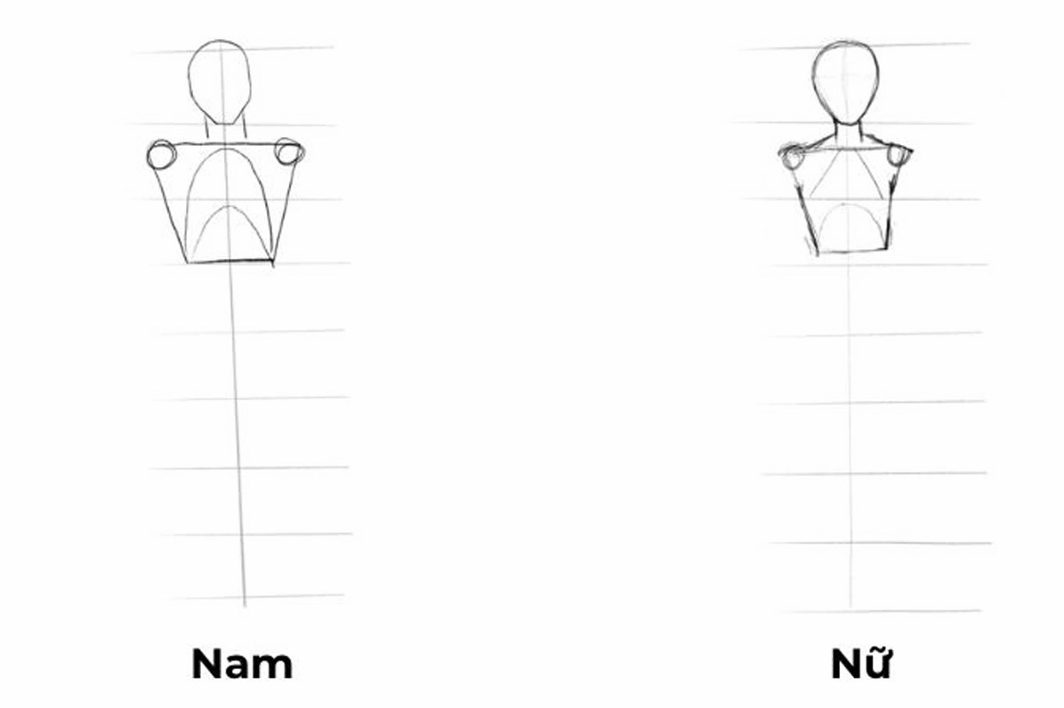 Phác thảo vai và ngực trên bằng hình thang