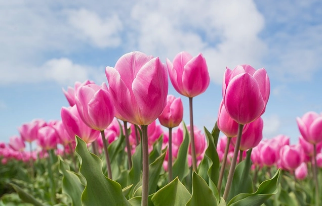 tulips 2254970 640 1