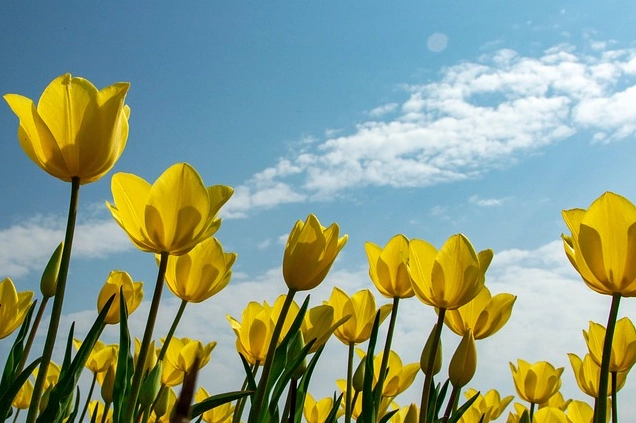 tulips 6897351 640