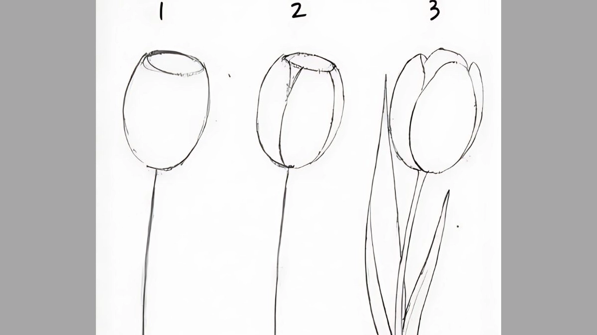 Vẽ hoa tulip bằng bút chì - bước 1,2,3