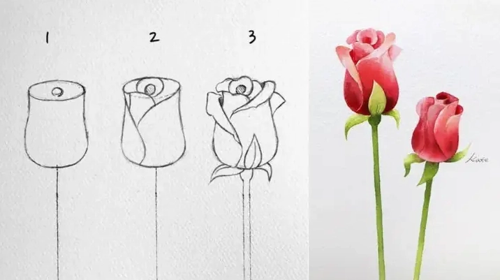 Vẽ nhụy và các cánh hoa trong của hoa hồng