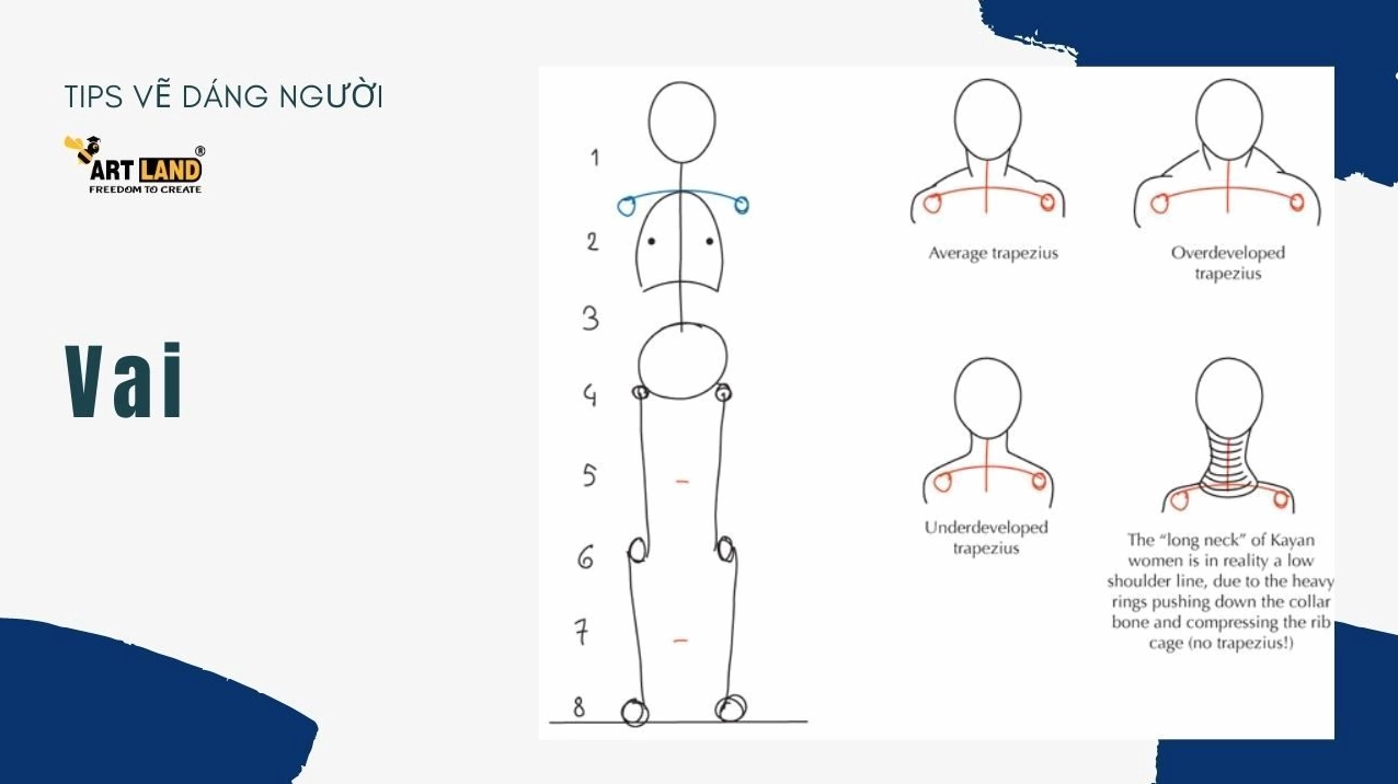 Cách vẽ body nam chi tiết theo các tỉ lệ khác nhau