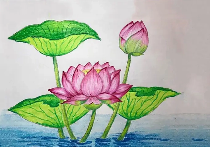 Cách Vẽ Bông Sen