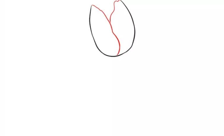 Cách vẽ hoa tulip bước 2: Vẽ cuống và lá