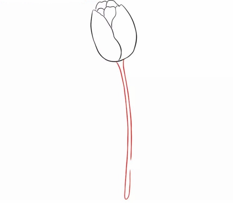 Cách vẽ hoa tulip bước 4: Làm mờ đường phác thảo