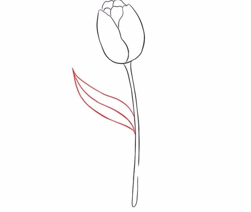 Cách vẽ hoa tulip bước 5: Tạo khối cho đài hoa bằng bút chì