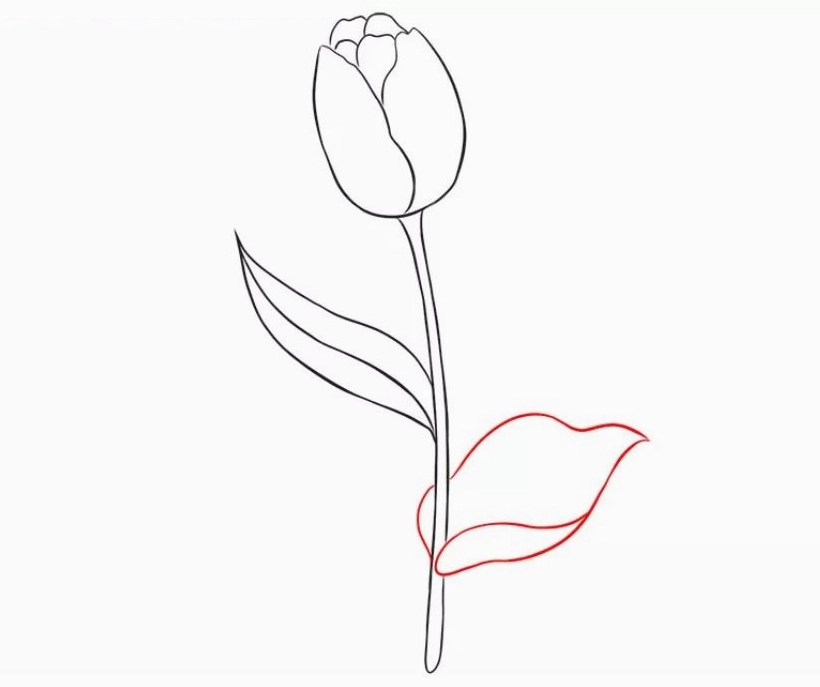 Cách vẽ hoa tulip bước 6: Tạo độ sâu cho cánh hoa bằng bút chì
