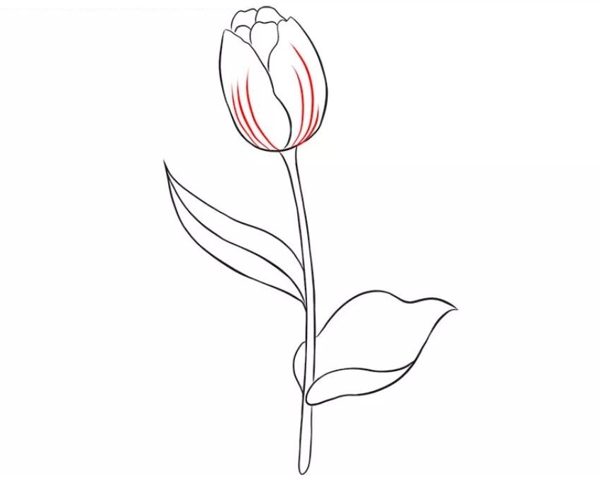 Cách vẽ hoa tulip bước 7: Hoàn thiện chi tiết cuống và lá bút chì