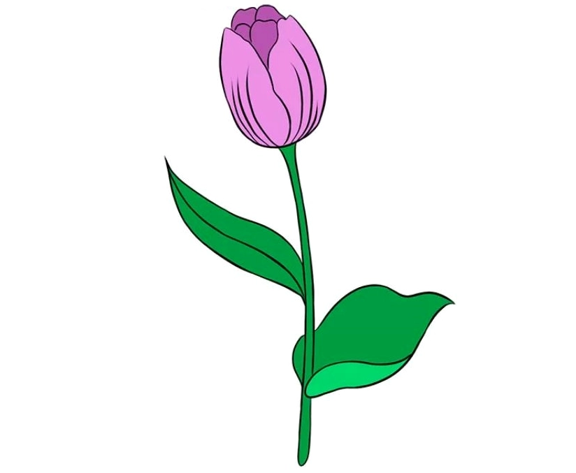 Cách vẽ hoa tulip bước 8: Bức tranh hoa tulip hoàn chỉnh bằng bút chì