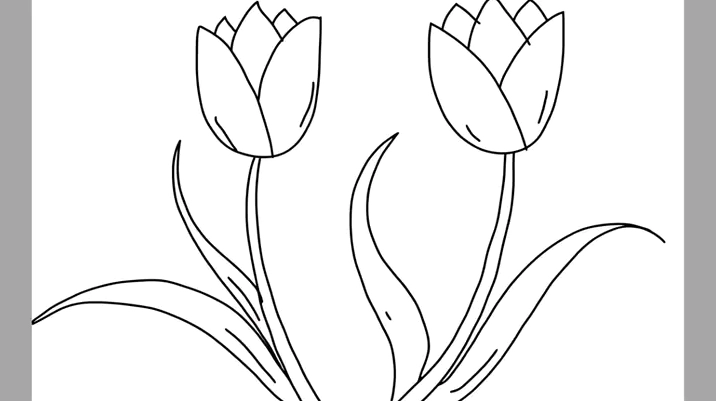 Cách Vẽ Hoa Tulip Đơn Giản