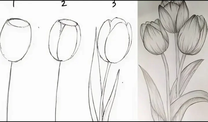 Cách Vẽ Hoa Tulip Đơn Giản