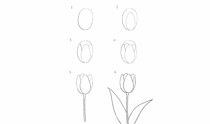 Cách Vẽ Hoa Tulip nhìn từ trên xuống