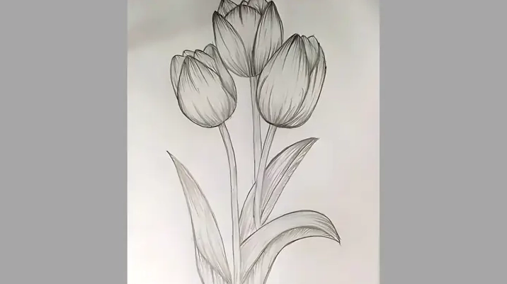 Cách Vẽ Hoa Tulip