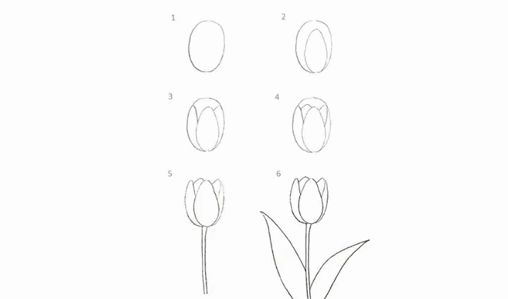 Cách Vẽ Hoa Tulip