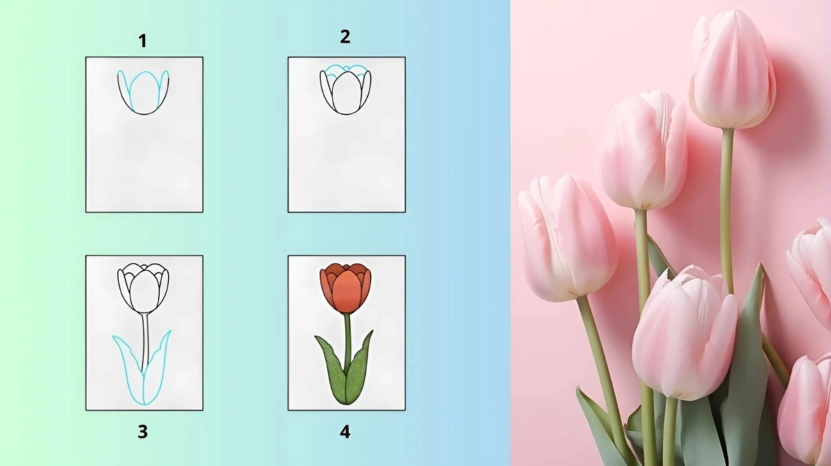 Cách vẽ hoa Tulip