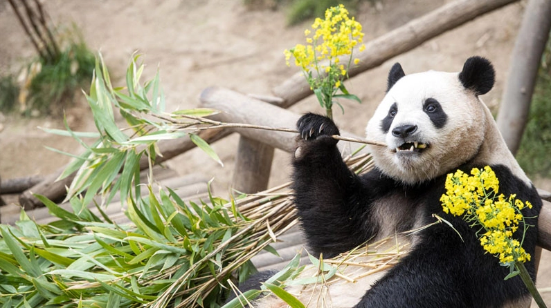 Gấu trúc dễ thương đang ăn tre nhìn vào ống kính