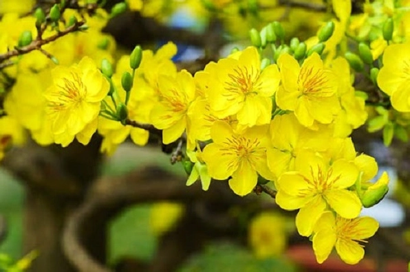 Hướng dẫn cách vẽ hoa mai vàng
