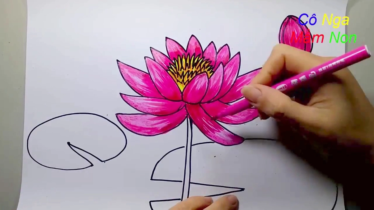 Hướng dẫn vẽ hoa súng đơn giản