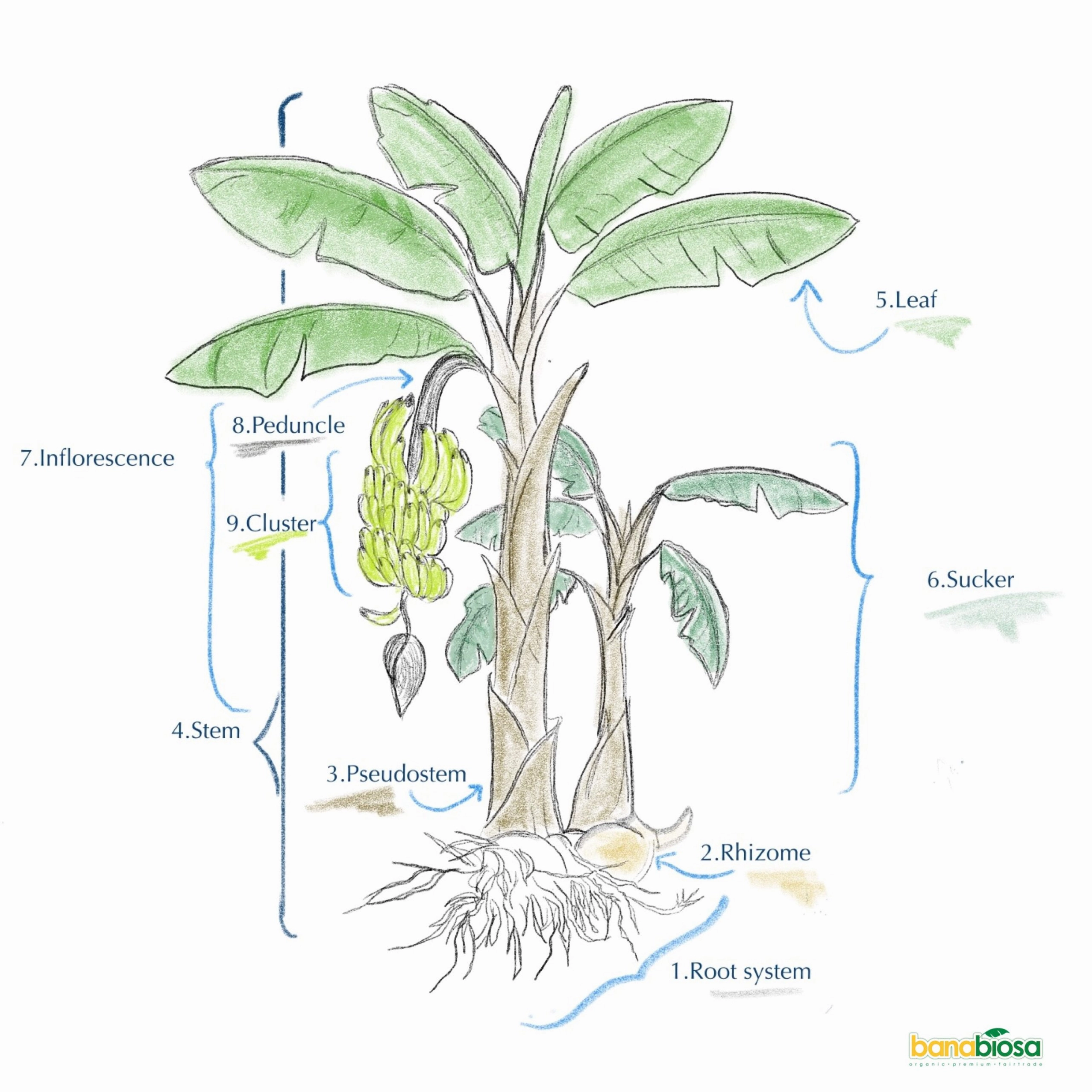 Phác thảo thân cây chuối cơ bản