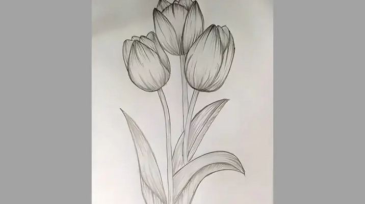 Tô màu cho hoa Tulip cute