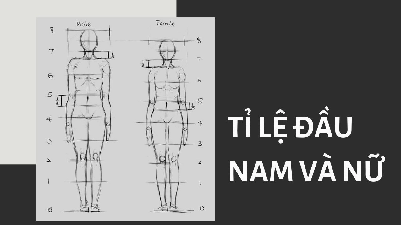 Tỷ lệ đầu nam và nữ trong vẽ anime