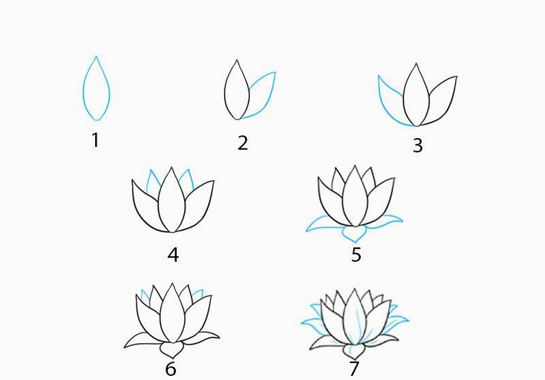Vẽ các cánh hoa đầu tiên của Hoa Sen