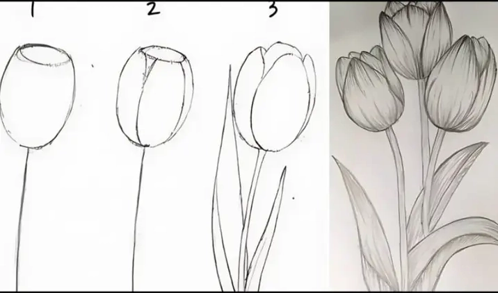 Vẽ chi tiết cánh hoa tulip với các đường cong mềm mại