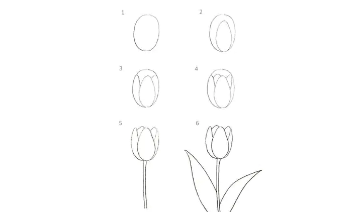 Vẽ đường cong tạo nếp gấp cho cánh hoa Tulip