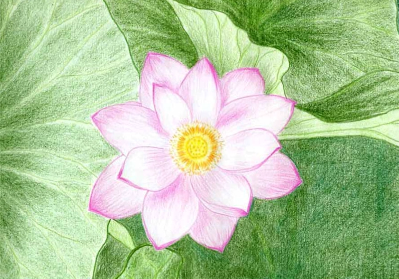Vẽ hoa sen đơn giản nhất