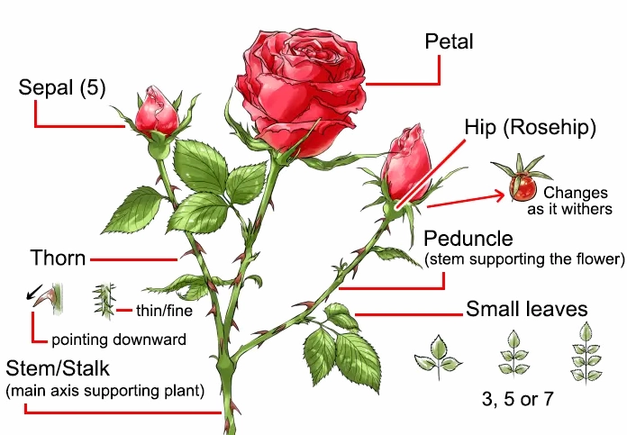 Bông hồng vẽ đẹp