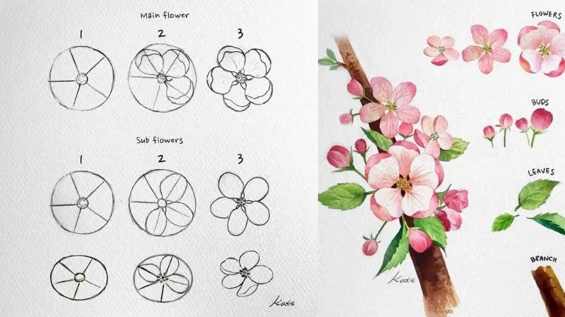 Cách vẽ hoa Anh Đào đẹp