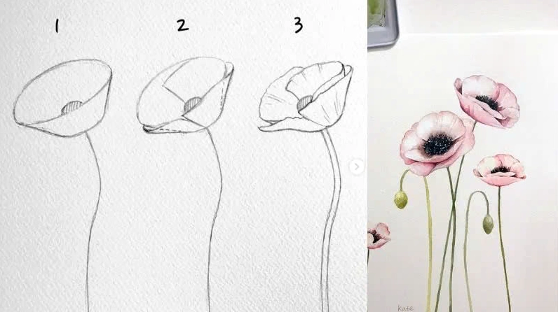 Cách vẽ hoa Poppy
