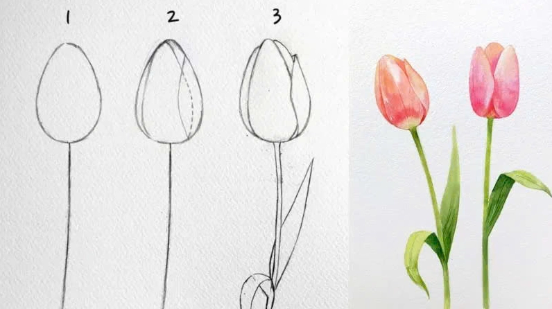 Cách vẽ hoa Tulip đơn giản