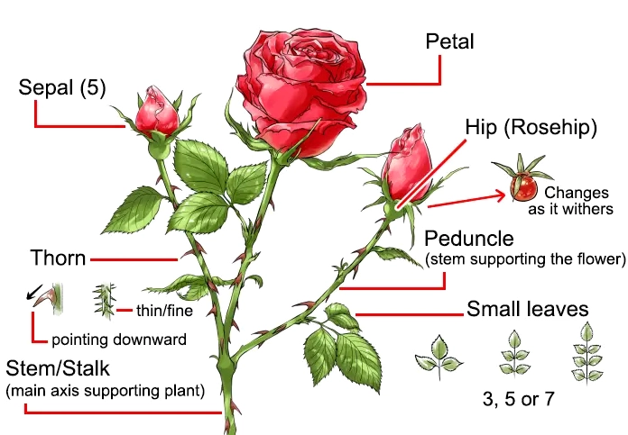 Hướng dẫn vẽ hoa hồng chi tiết