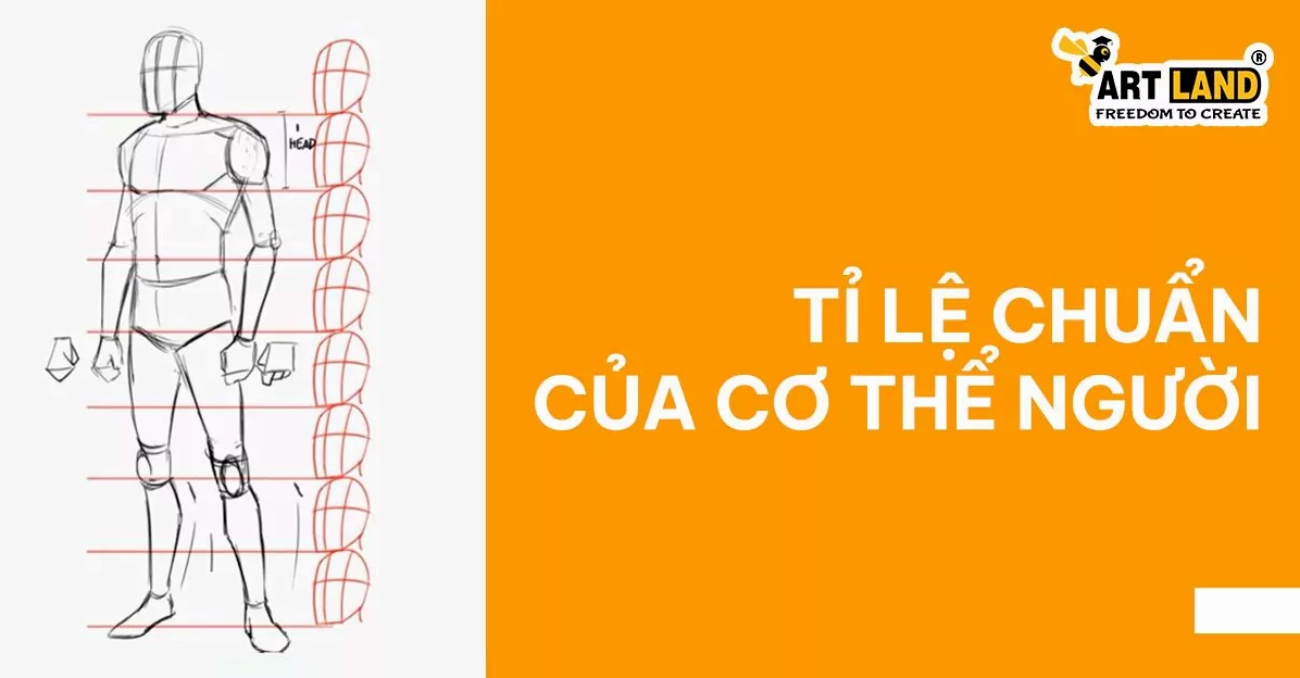 Minh họa tỉ lệ chuẩn của cơ thể người trong vẽ