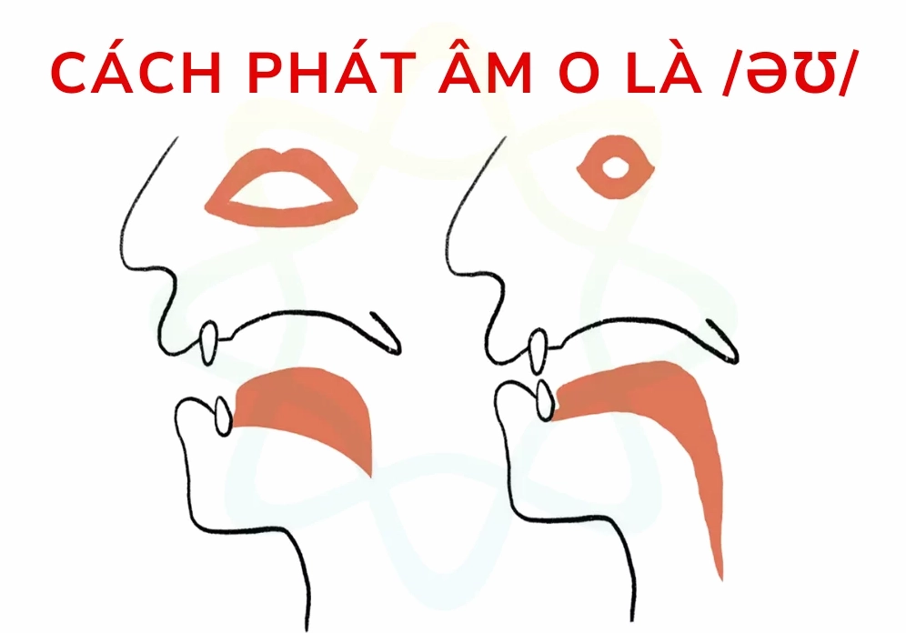 Nguyên tắc phát âm chữ 'o'