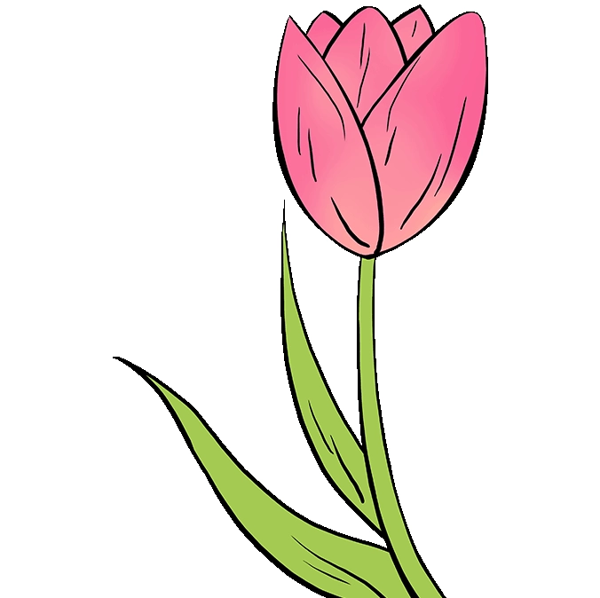 Phác thảo ban đầu cách vẽ bó hoa tulip
