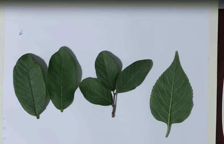 Phác thảo đầu và thân công chúa