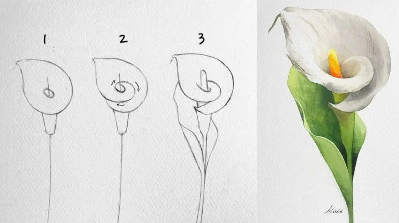 Vẽ hoa Calla Lily