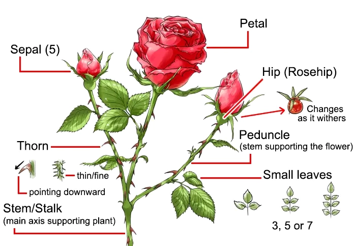 Ví dụ minh họa về các bước vẽ hoa hồng chi tiết